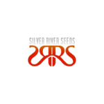 SILVER RIVERS SEEDS | Cherry Banana X 5 Auto
