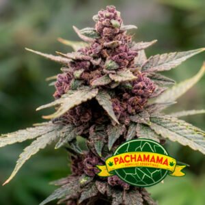 Pachamama - Blackberry Auto XL x6