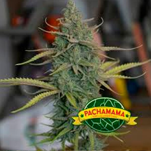 Pachamama | Critical Kush Auto x 6