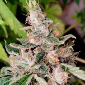 Pachamama-Sativa-Africana-x5 Pachamama | Sativa Africana x5