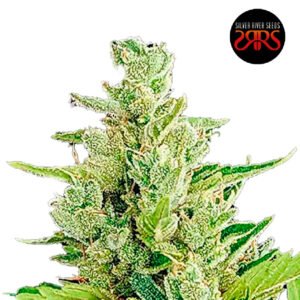 Silver-River-Seeds-Clerikush-Auto-x5 Silver River Seeds | Clerikush Auto x5