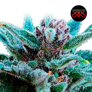 Silver-River-Seeds-Mimozart-Auto-x5 Silver River Seeds | Mimozart Auto x5
