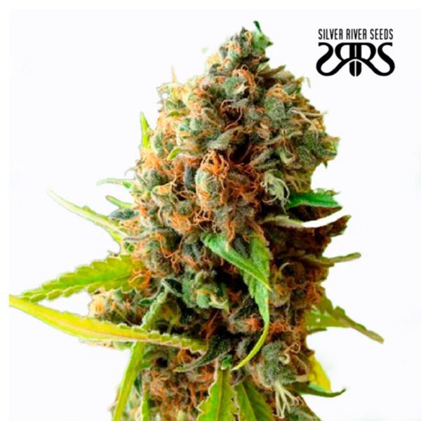 River-Haze-Fem-–-Silver-River-Seeds-x5 Silver River Seeds | River Haze Fem x5