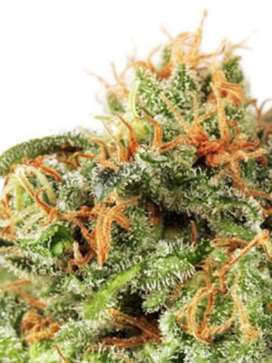 4184990d278a8b586afbc37286f6f3f2a015e309 White Kali (fotoperiodica) Silver River Seeds x5