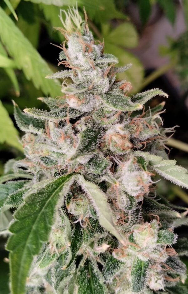 African-Gas-catalogo-impreso Sativa Africana (fotoperiodica) Pachamama x5