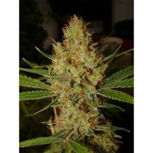 BLUE CHESE Lemon Blue Cheese (Automatica) Silver River Seeds X5