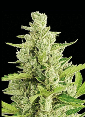 CLERIKUSH Clerikush (Automatica) Silver River Seeds x5