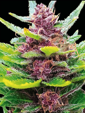 COMANCHE Comanche (automatica) silver river seeds x5