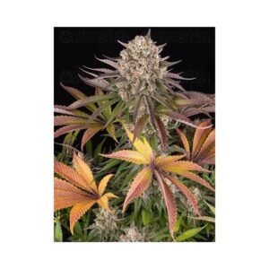 Imagencherry Cherry Crasher (fotoperiodica) Pachamama x5