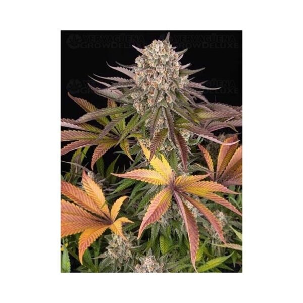 Imagencherry Cherry Crasher (fotoperiodica) Pachamama x5