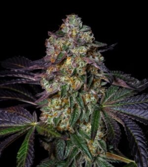 Kush-Mellow Kush Mellow(Fotoperiodica) Pure Instinto X3