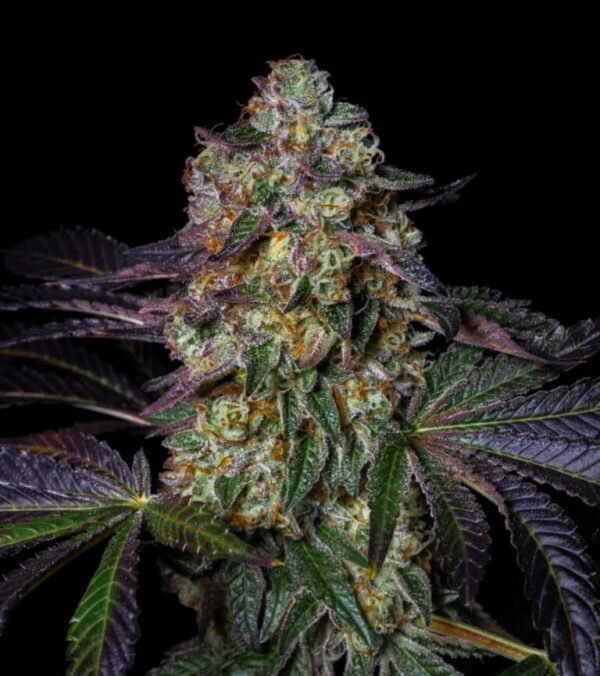 Kush-Mellow Kush Mellow(Fotoperiodica) Pure Instinto X3