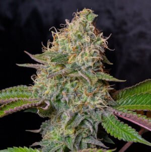 RIVER-OG-PORTADA-Web River OG (fotoperiodica) Silver River Seeds x5