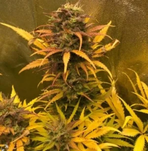 SCOUT COCKY Girl Scout Kush (Automatica) Pure Instinto X3+1