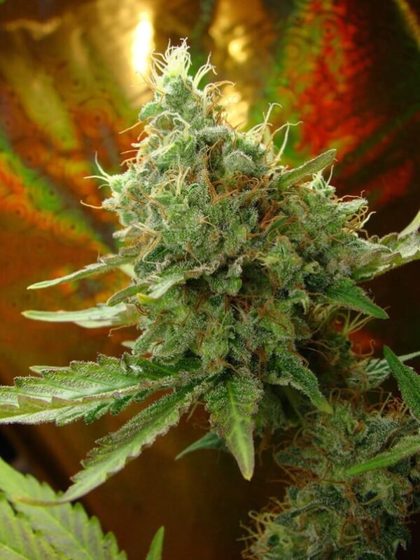 ULTRA Ultra Mohan Ram (Automatica) Silver Rivers Seeds x5