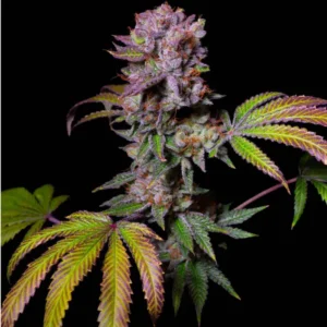 aca-dos-delight2_1 Acay x Dosi deligth (Fotoperiodica) Pure Instinto Exotic Line x3