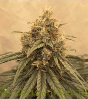 amsterdam-amnesia-dutch-passion-seed-hanfsamen-weed-3 Amsterdam Amnesia (Fotoperiodica) Dutch Passion x3