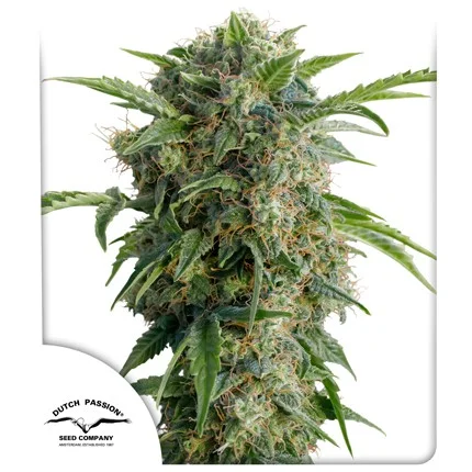 auto-daiquiri-lime.jpg Daiquiri Lime (Automatica) Dutch Passion x3