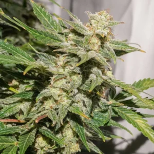 auto-sfv-og-cannabis-seeds-dutch-passion-seed-company-d_1 SFV OG (automatica) Dutch Passion X3