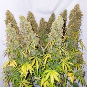 auto think big Auto Think Big (automatica) dutch passion x3