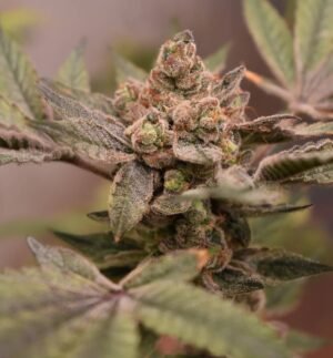 banana-runtz-3-seeds-+-1-bananapple (1) Banana Runtz 2 cake(fotoperiodica) pachamama x5