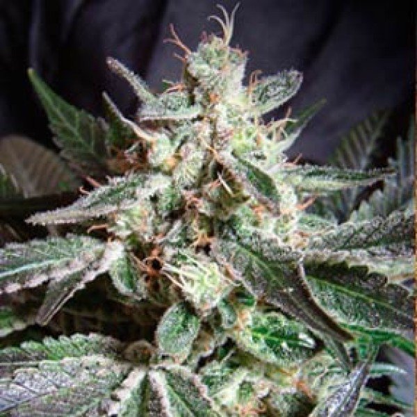 blackjack_2_1 Black Jack (fast version) sweet seeds 3+1