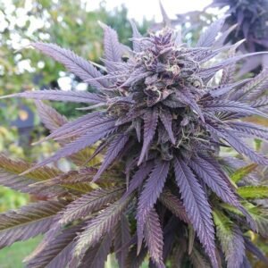 blue berry Blueberry (automatica) Pachamama x6