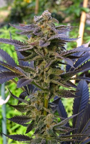 caipirog-1-PORTADA-tiff Caipirog (fotoperiodica) Silver River Seeds x5