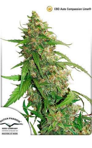cb compassion lime CBD Compassion Lime (Automatica) Dutch Passion x3