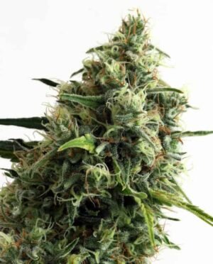 cbd CBD Auto (1THC) (automatica) Pachamama x6