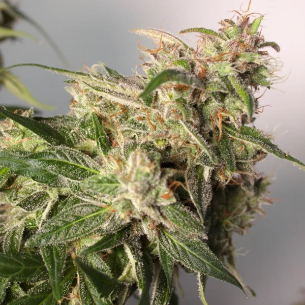 cbd-auto-charlottes-angel CBD Charlotte`s Angel (Automatica) Dutch Passion x3