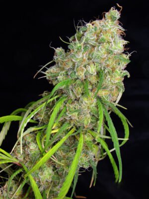 destro-1-PORTADA Destro (fotoperiodica) Silver River Seeds x5