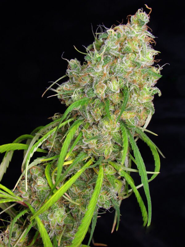 destro-1-PORTADA Destro (fotoperiodica) Silver River Seeds x5