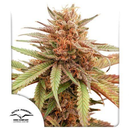 durban-dew Durban Dew (Fotoperiodica) Dutch Passion x3