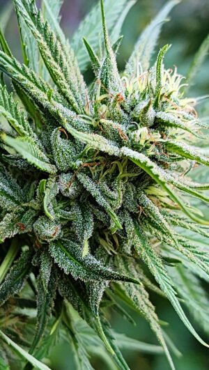 exodus-lights-nn-PORTADA-300px Exodus Ligth (fotoperiodica) Silver River Seeds x5