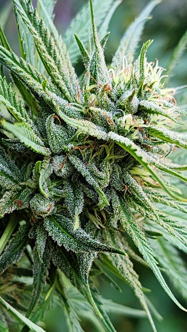 exodus-lights-nn-PORTADA-300px Exodus Ligth (fotoperiodica) Silver River Seeds x5