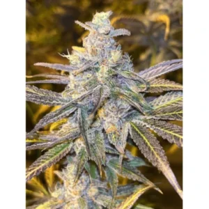 frozen-biscotti-x3-dutch-passion-2-9106a4c88c959057c417541634472127-1024-1024 Frozen Biscotti (Automatica) Dutch Passion x3