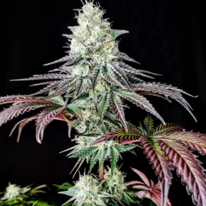 garlick Garlic Cookies (Fotoperiodica) Pure Instinto x3