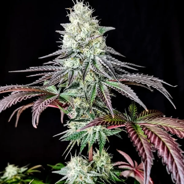 garlick Garlic Cookies (Fotoperiodica) Pure Instinto x3