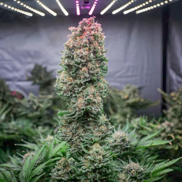 glueberry-og GlueBerry OG (Automatica) Dutch Passion x3