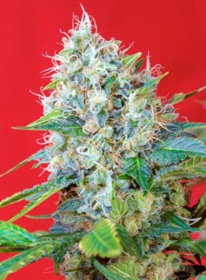 green-poison Green Poison (Automatica) sweet seeds 3+1