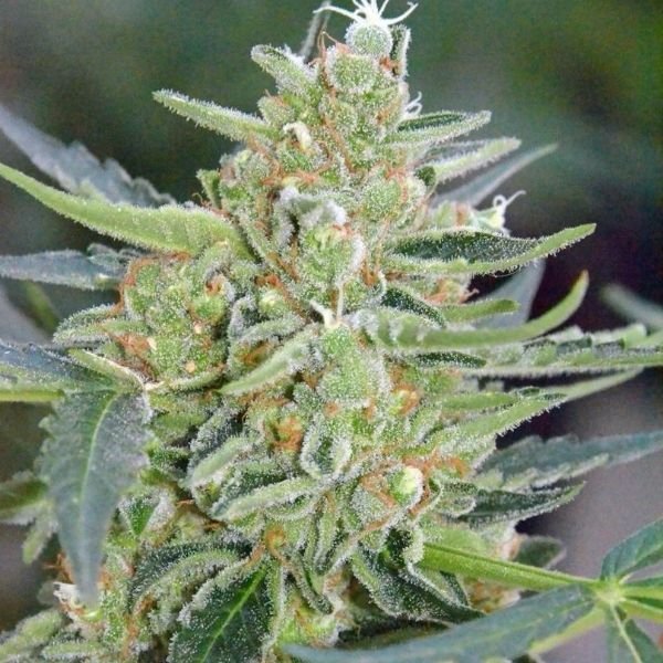 img-Auto-mazar Mazar (automatica) Dutch Passion x3