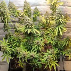 lemon lemon (automatica) Pachamama x6