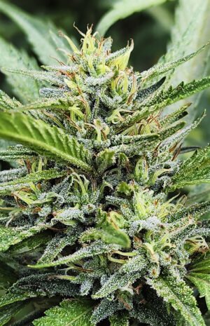 mandaruntz-nn2-300px Manda Runtz (fotopriodica) Silver River Seeds x5