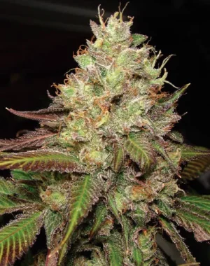 mendochem Mendo Chem (Fotoperiodica) Silver River Seeds x5