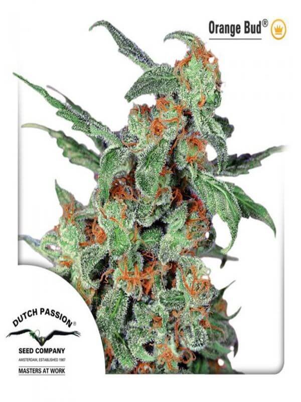 orange-bud-3-semillas Orange Bud (Automatica) Dutch Passion x3