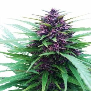 purple Purple Kush ( automatica) Pachamama x6