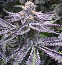 purple punch Purple Punch (Automatica) Pure Instinto x3+1