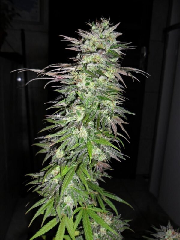 snow bud Snow Bud (Fotoperiodica) Dutch Passion x3