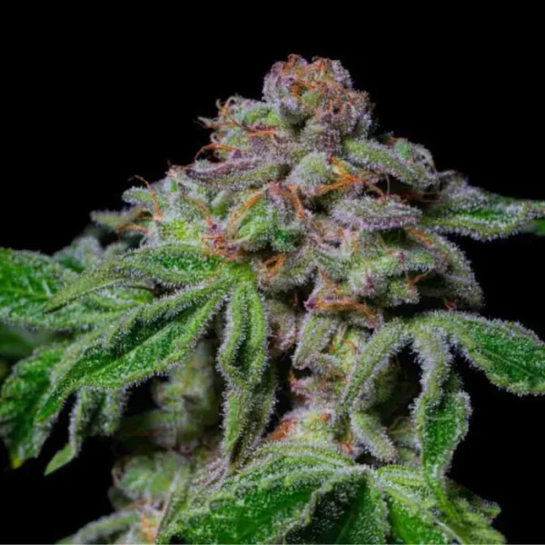 sour-aloha4 Sour Aloha (Fotoperiodica) Pure Instinto x3